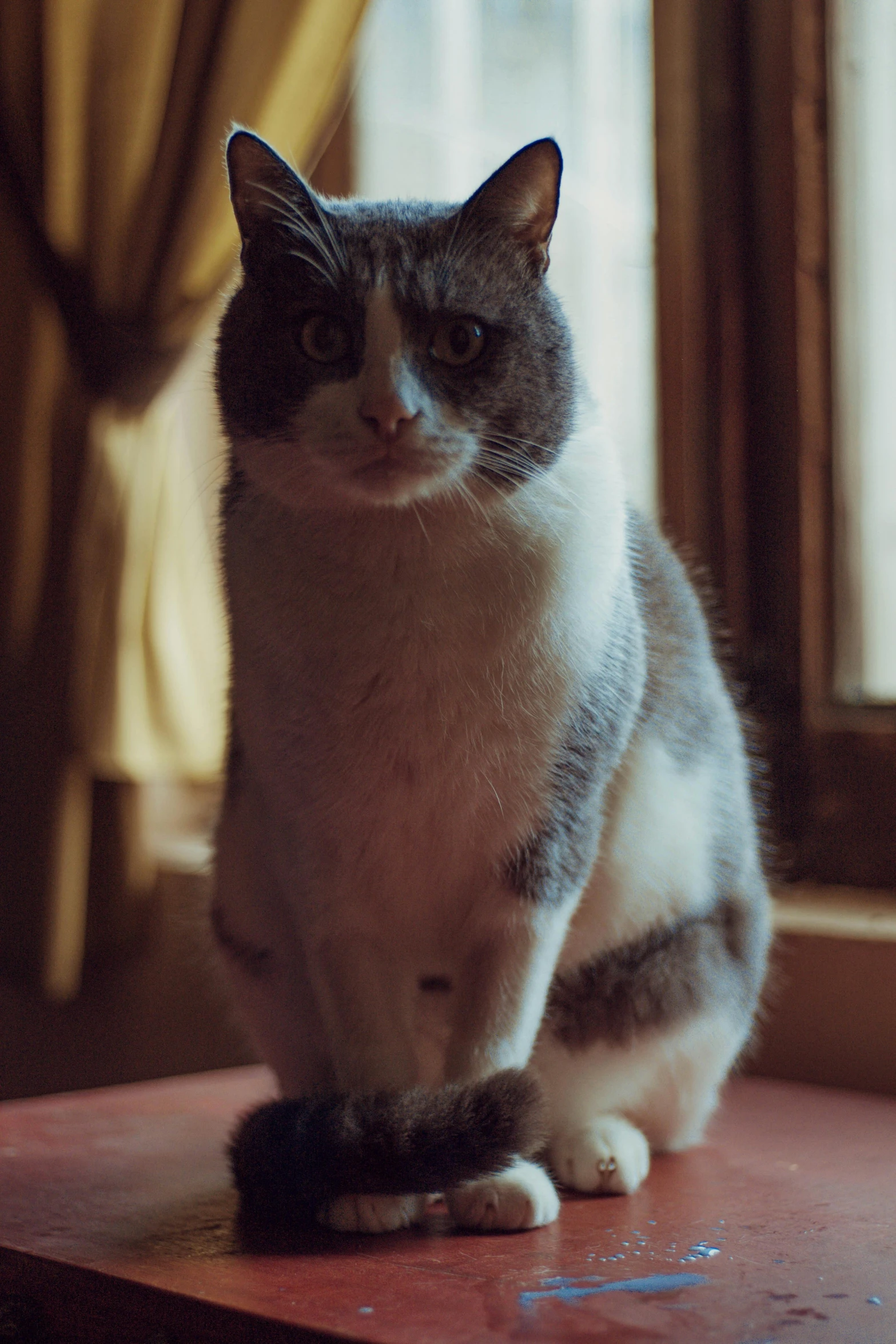 a cat sits on a window sill next to a window