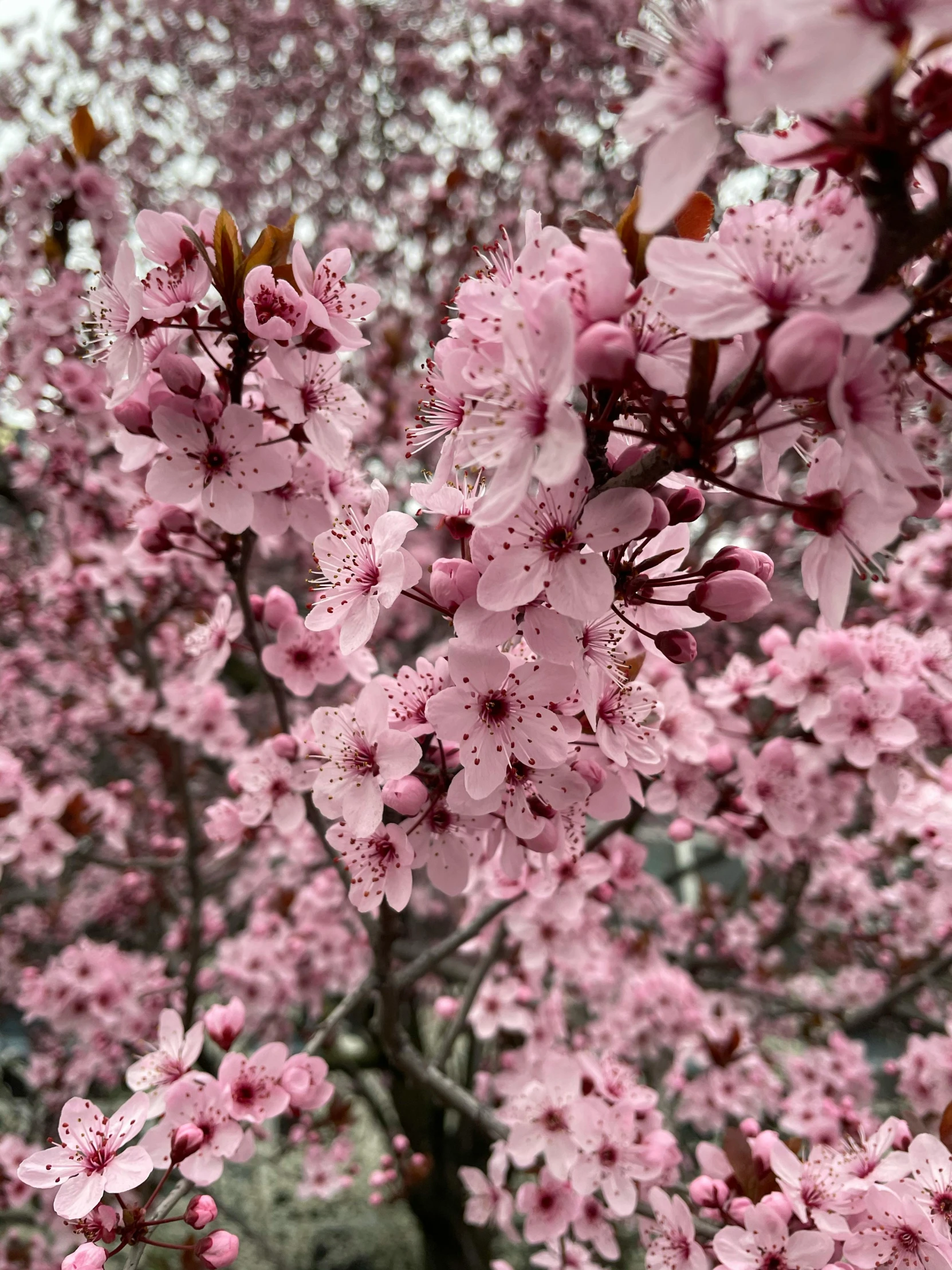 a nch of a blooming peach tree in blossom