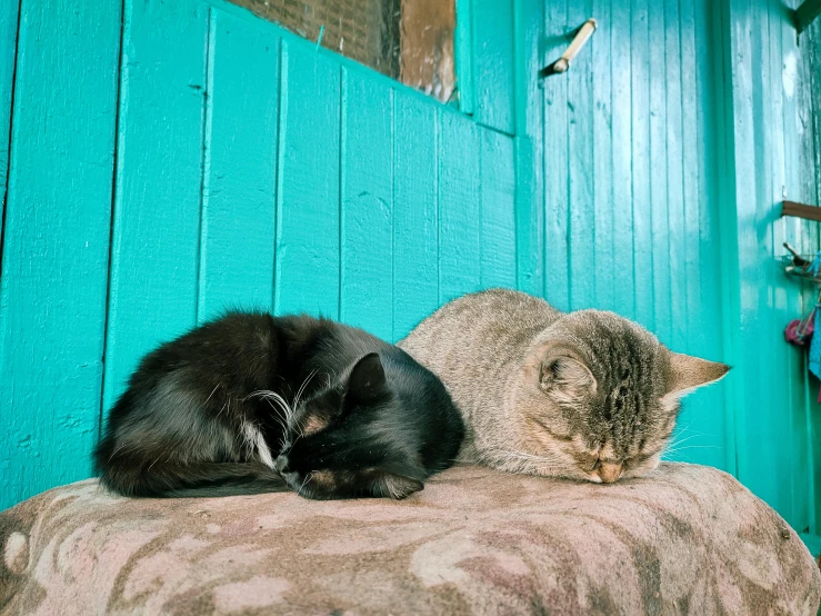 a cat that is laying down next to another cat