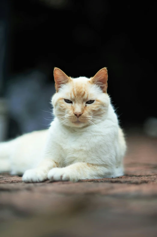 the orange and white cat is sitting down