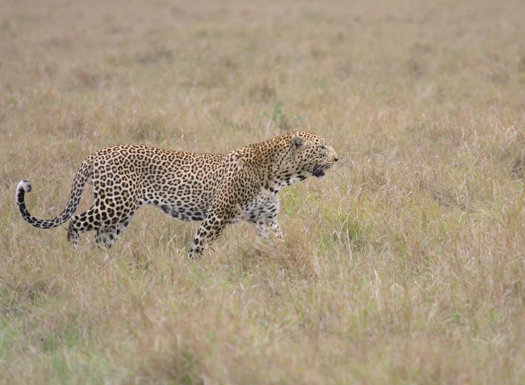 the leopard looks like he's walking along the grass