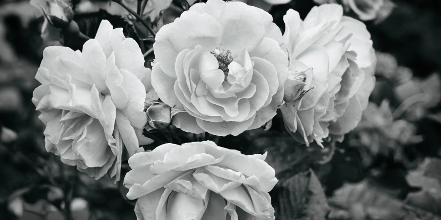black and white image of large roses in bloom