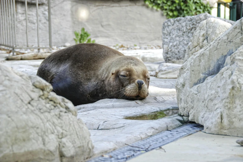 a bear laying down on top of stone