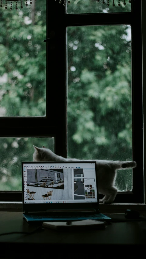 a cat looking out of an open window on a laptop