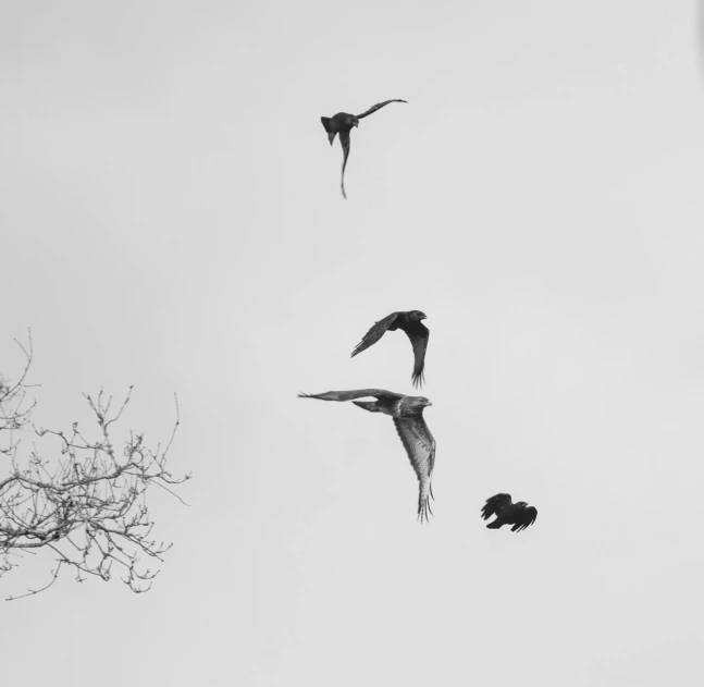 four birds flying above each other in a cloudy sky