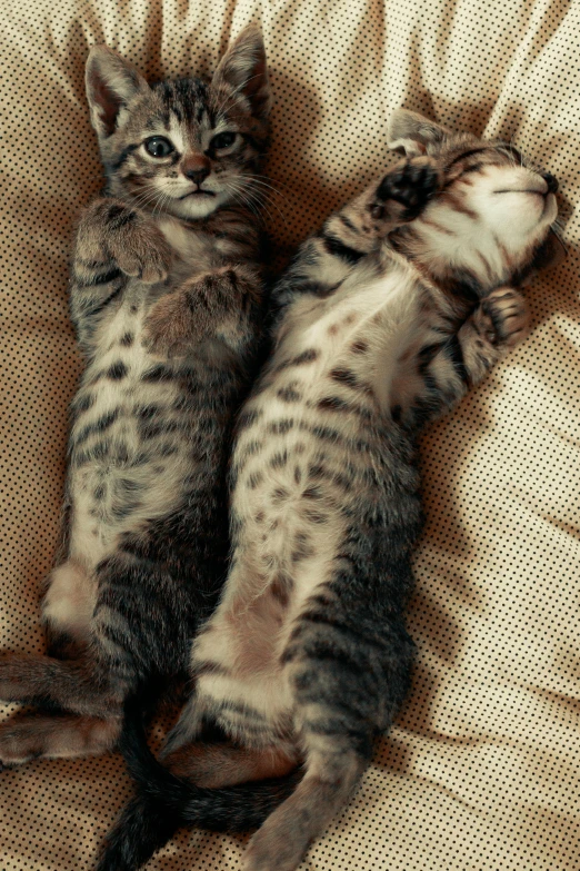 two cat laying on top of a white bed