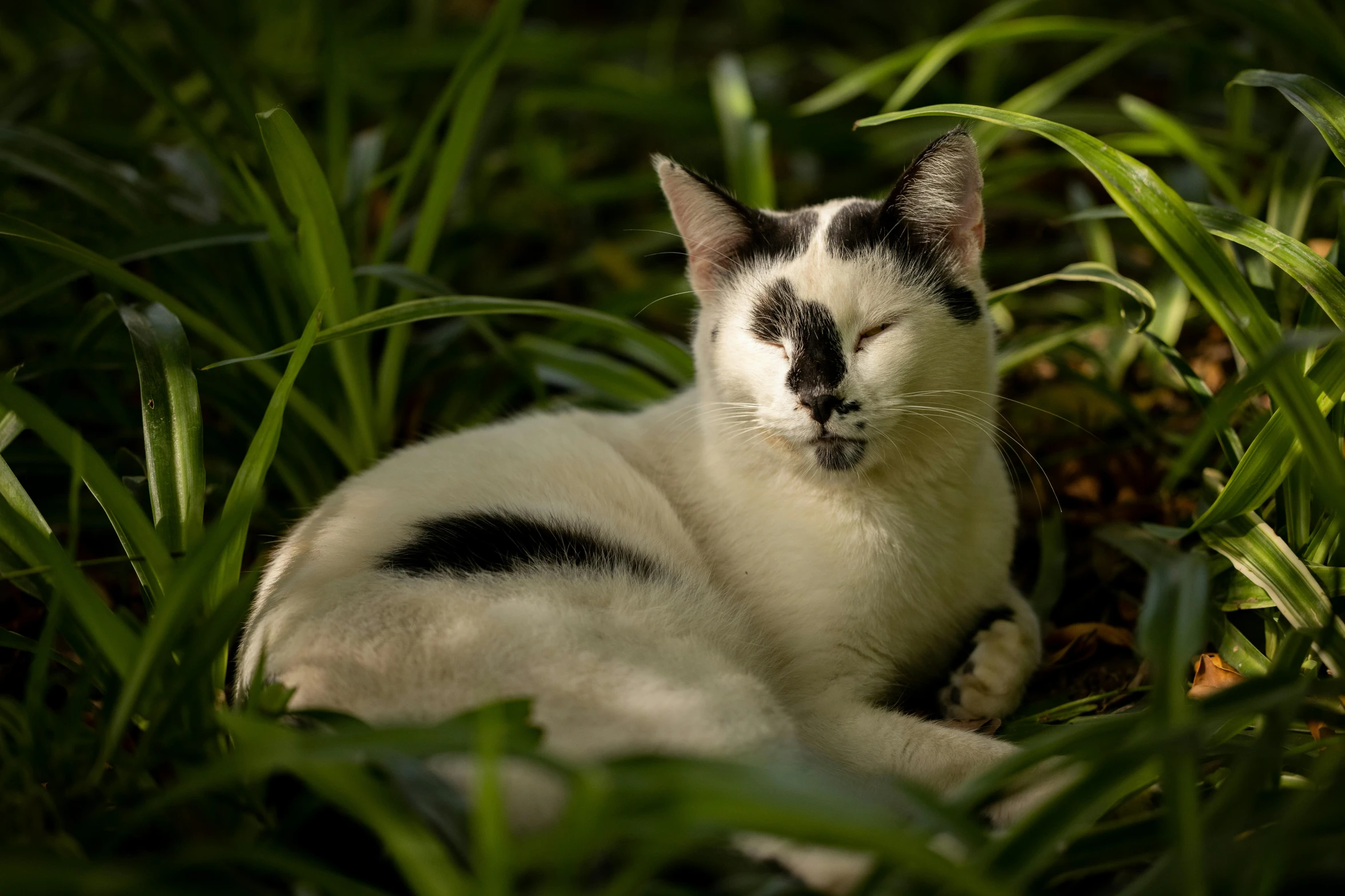 black and white cat in grassy field staring to the right