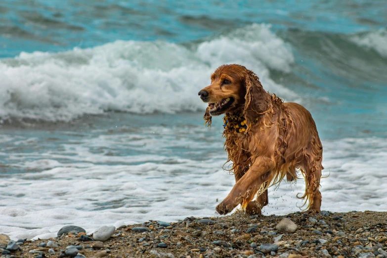 a dog playing on the beach with his head in the water