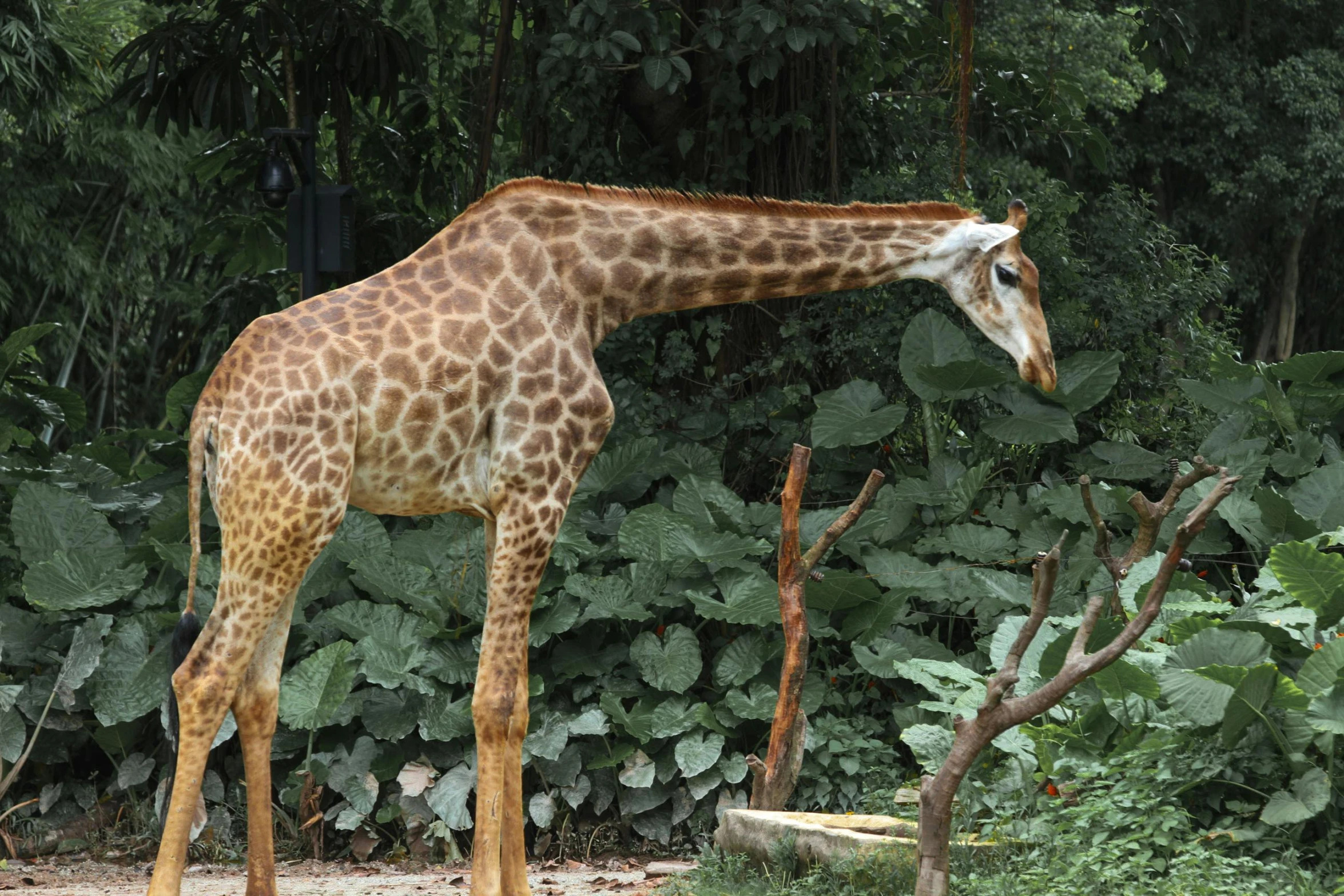 the giraffe stands in front of tall green bushes