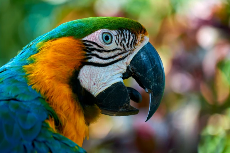 the parrot is looking at a camera that is very bright