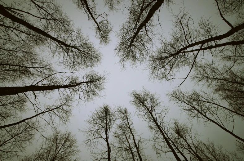 many trees are standing in the middle of a gray sky