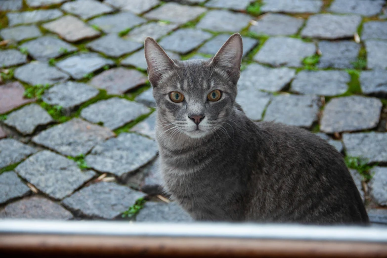 a cat sitting on a brick floor looking up into the camera