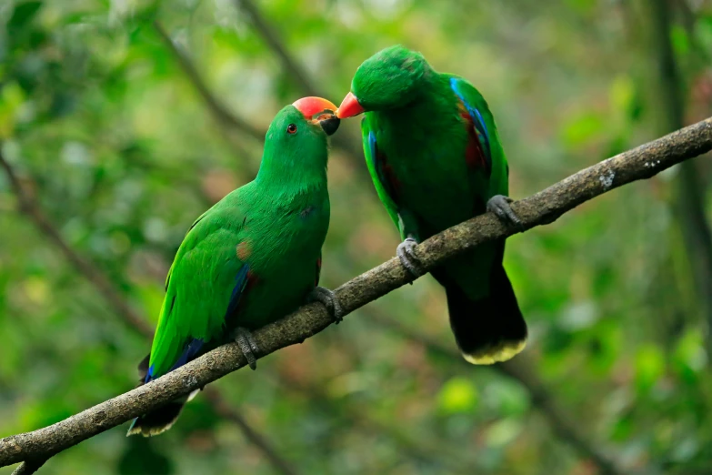 a couple of green birds on a nch with trees in the background