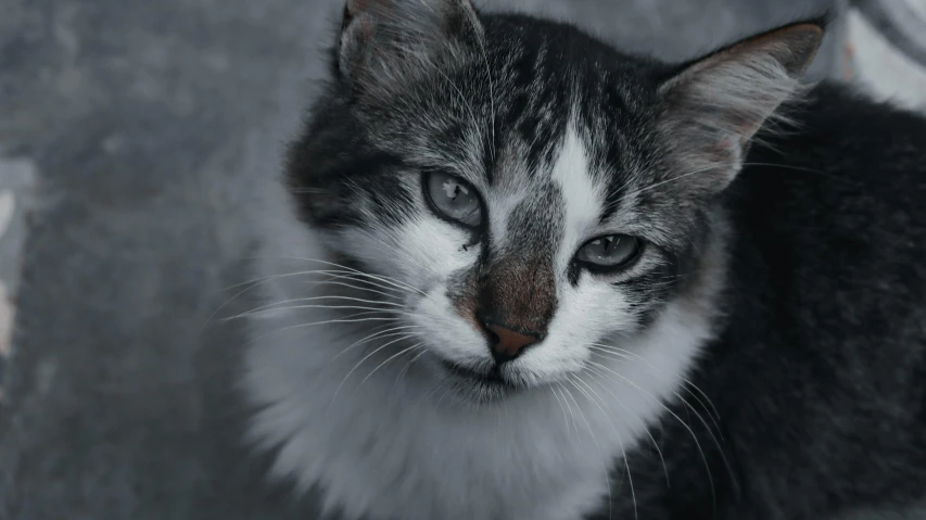 the grey and white cat is looking towards the camera