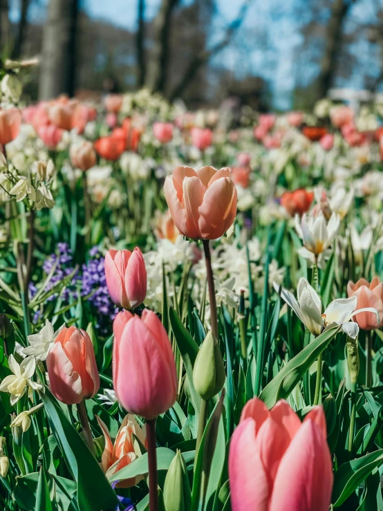 tulips blooming in a field with blue sky in the background