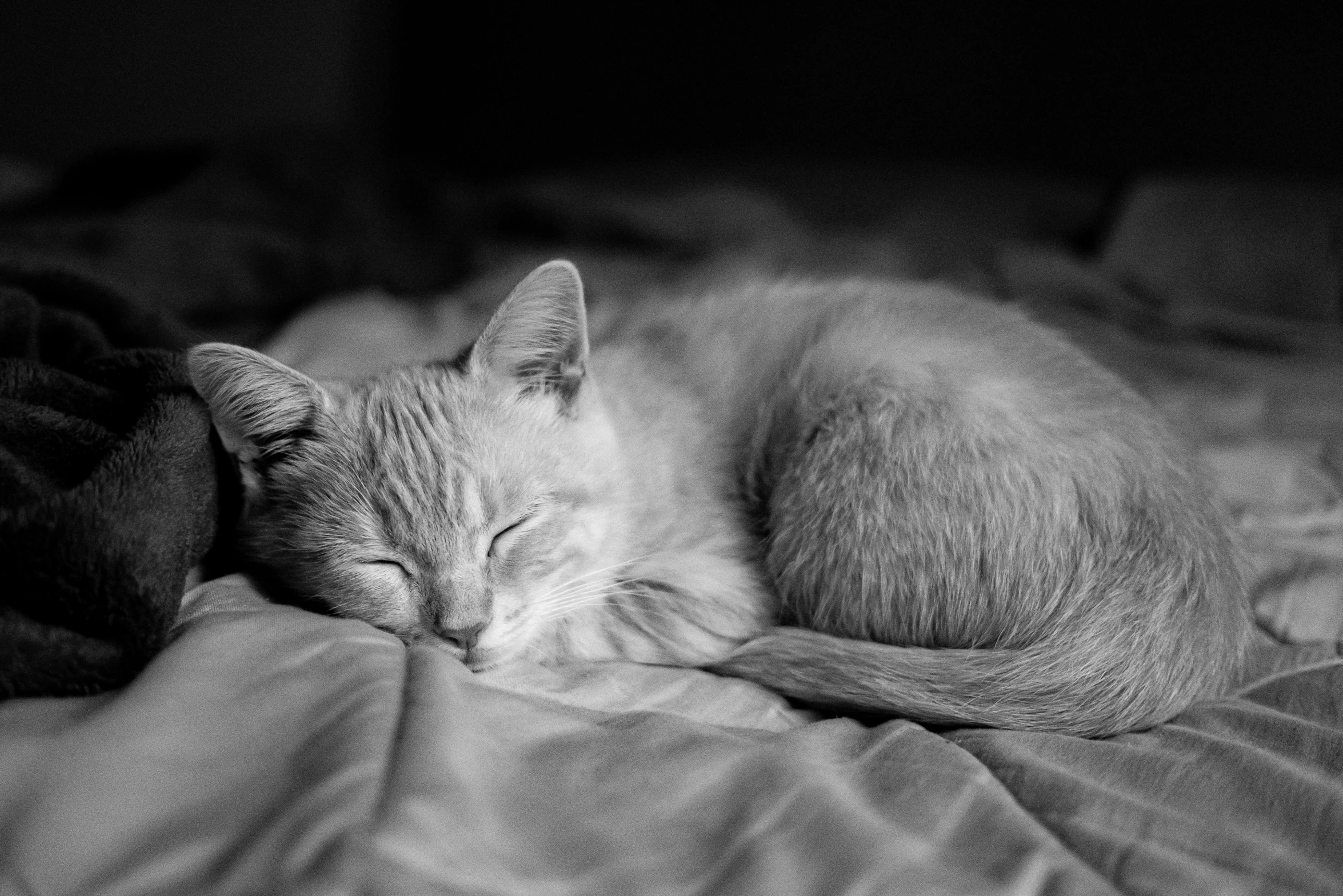 a black and white image of a kitten sleeping on a bed