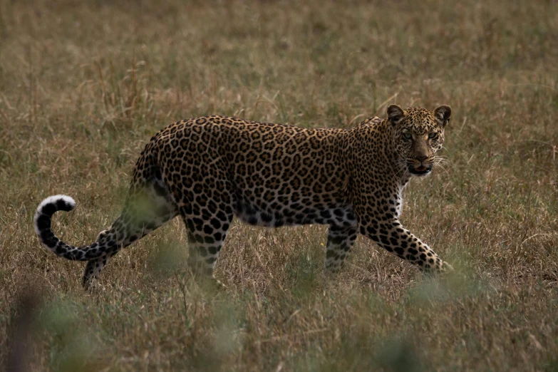 a large animal that is walking in the grass