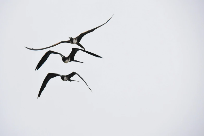 a pair of large birds flying through a cloudy sky