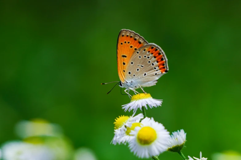 an orange erfly sitting on a daisy