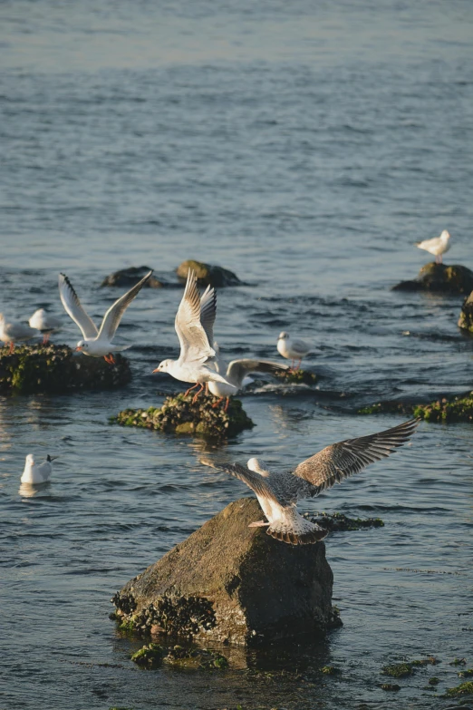 birds in flight over the water and rocks