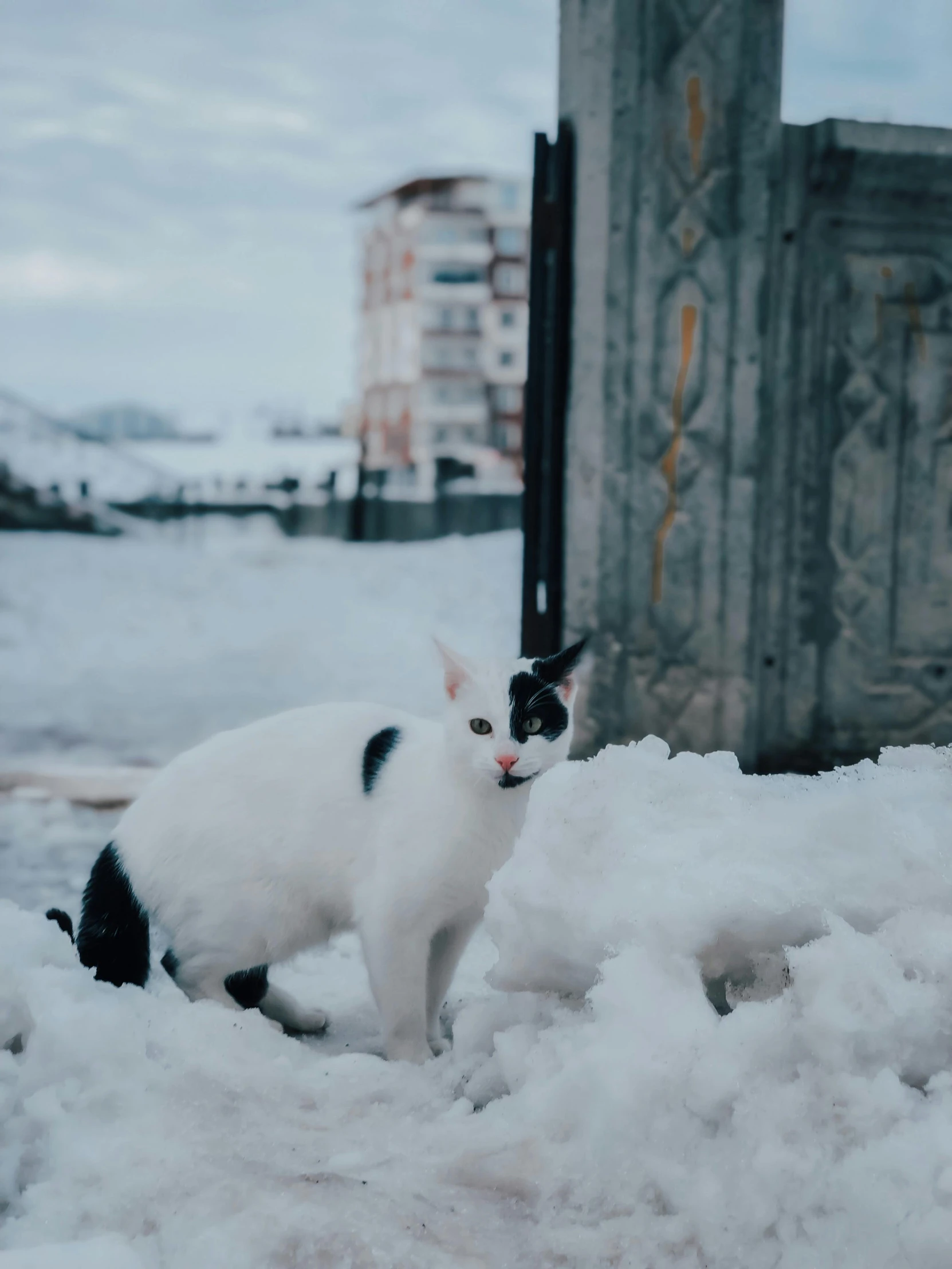 the cat is walking through the snow outside