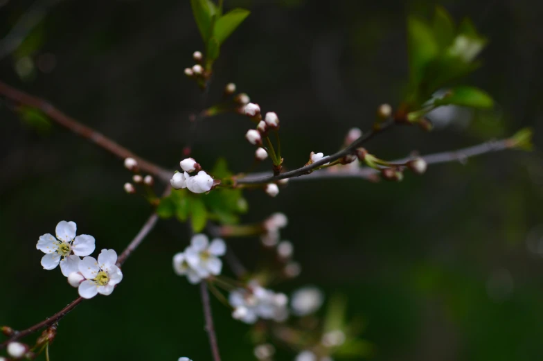 small white flowers blooming from a tree nch