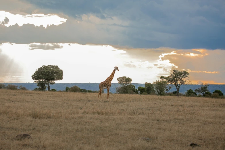 a giraffe running in the distance under some clouds