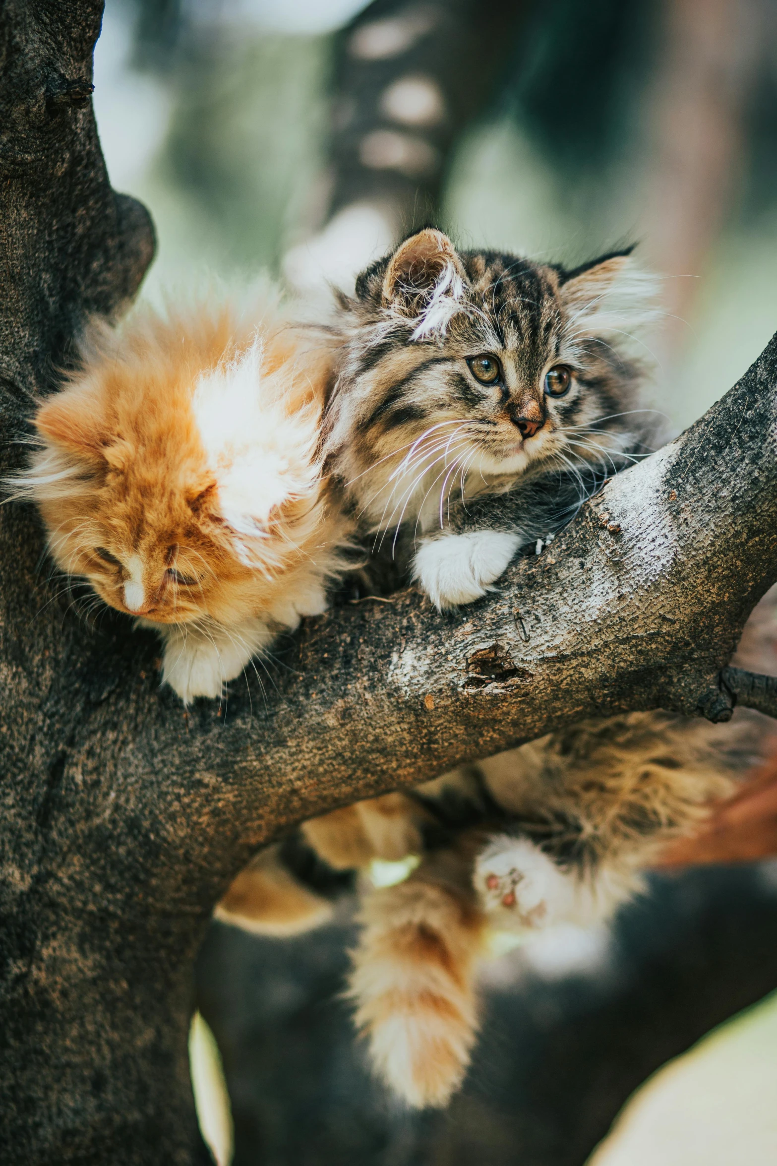 a cat and kitten sitting on top of a tree nch