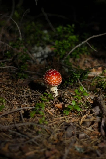 a mushroom in the woods is glowing up at night