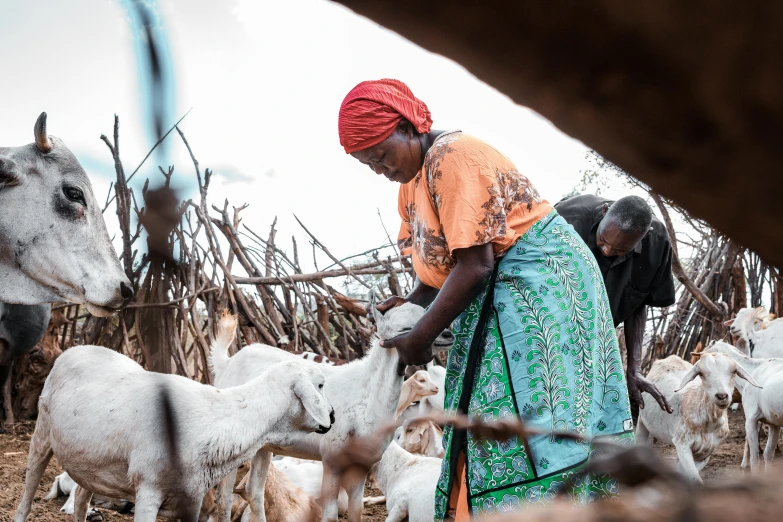 the woman is tending to the small herd of goats