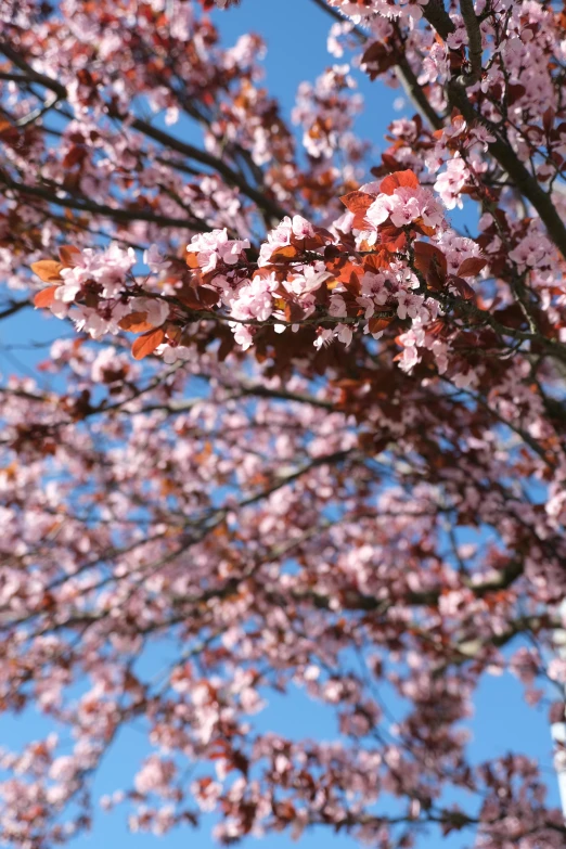 the blooming tree with pink flowers has a very wide angle