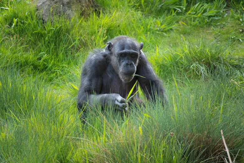 an adult gorilla sitting in tall grass holding a small stick