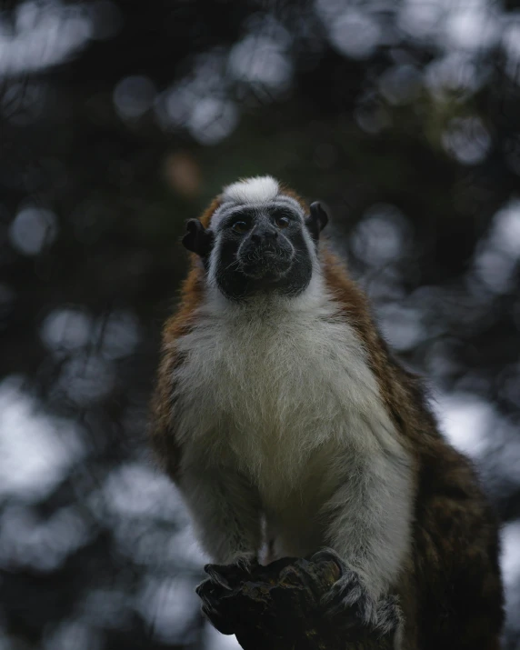 a monkey sitting on top of a nch in the tree