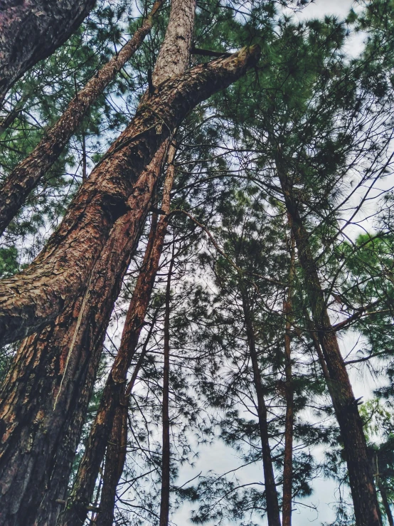 several tall trees in a forest in a pine forest