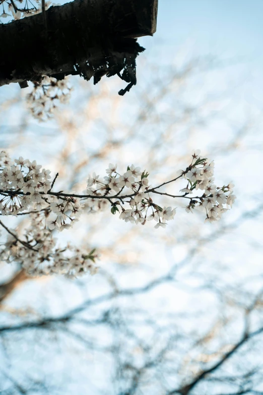 this is a view up close to a tree with white flowers