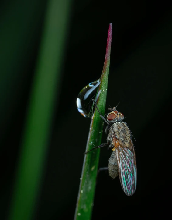 two fruit flies on a leaf together, one is trying to get an insect out