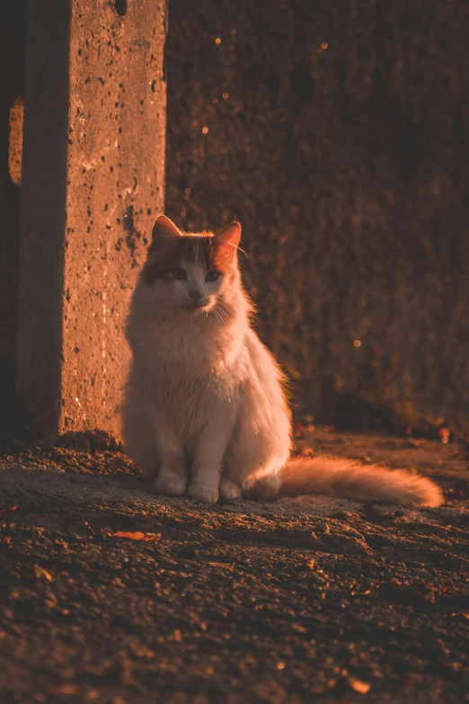 a white cat with brown ears sitting next to a wall