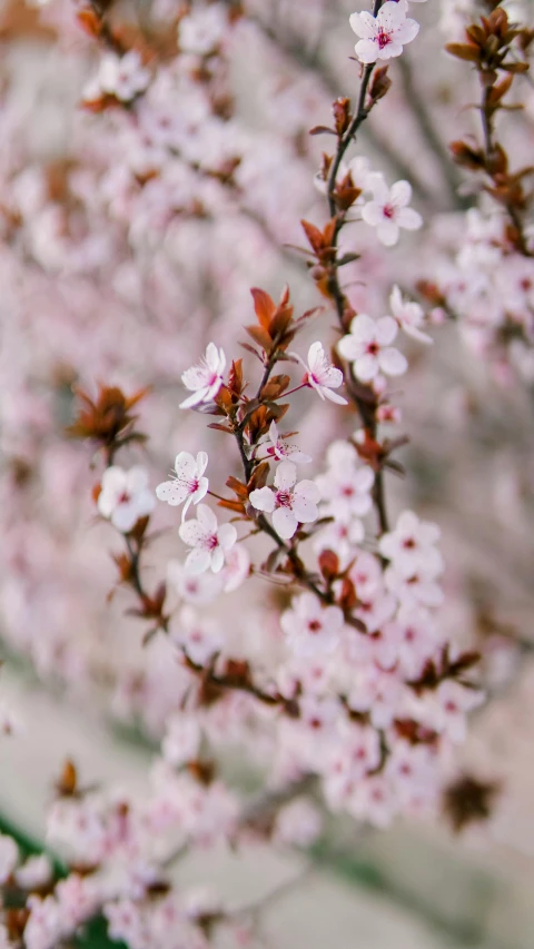 nches with flowers and leaves are shown