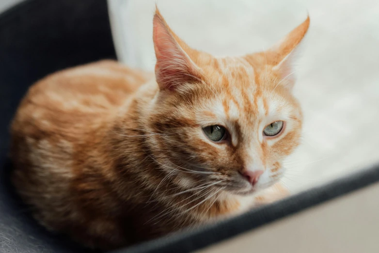 an orange tabby cat sitting in front of a mirror