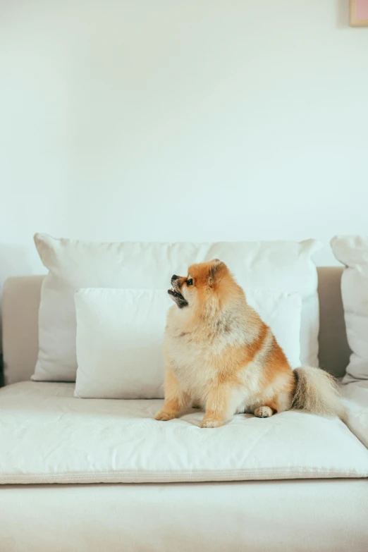 the dog is sitting on the bed with his head down