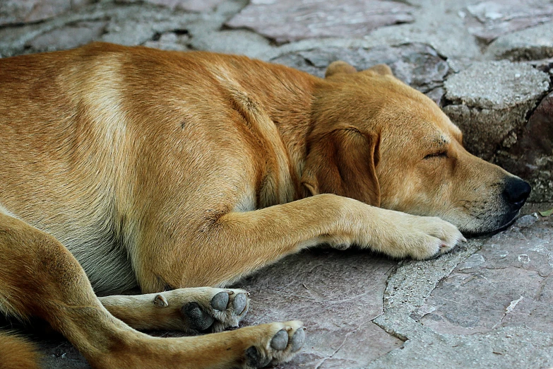 there is a brown dog that has fallen asleep on the ground