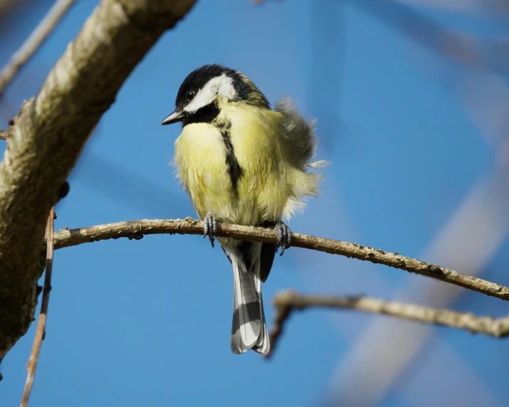 a bird is perched on a nch with no leaves