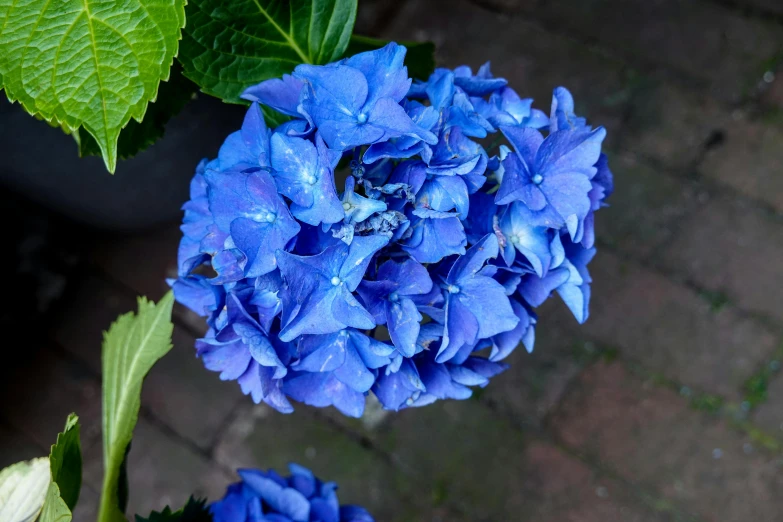 a blue flower with some green leaves and other greenery