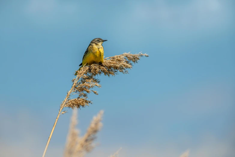 a yellow and gray bird perched on a dry flower