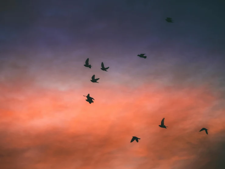 a group of birds fly in the sky