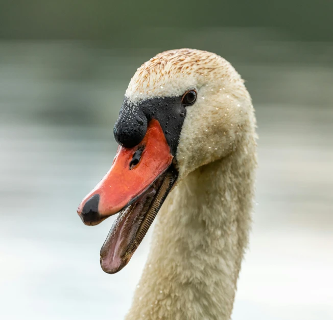 the neck of a swan with a light colored head