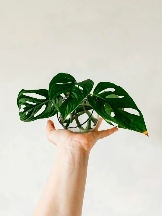 a person holding a plant in front of the camera