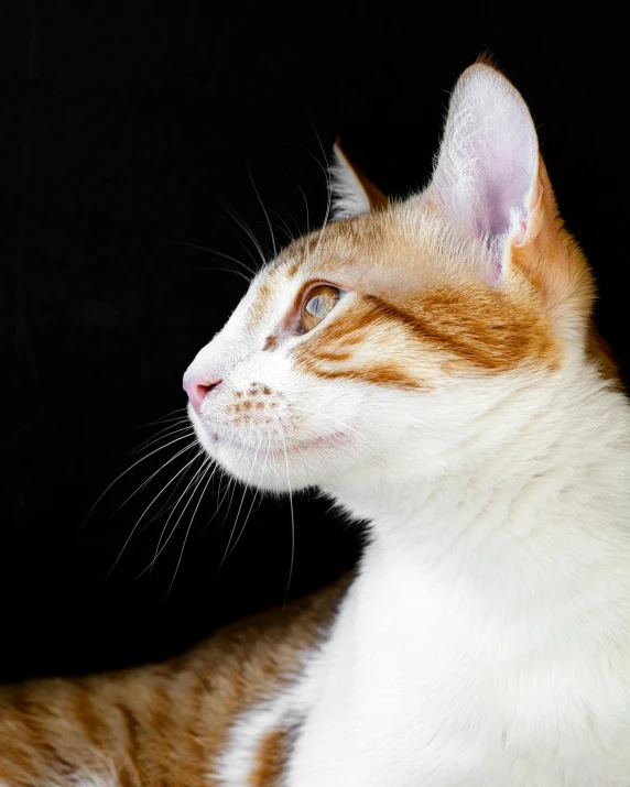 a close up of a cat with a black background