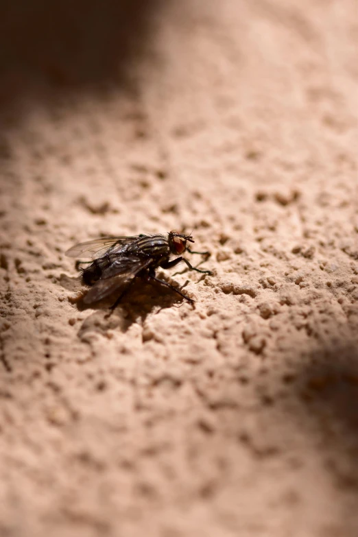 a bug sitting on top of a brown sand covered ground