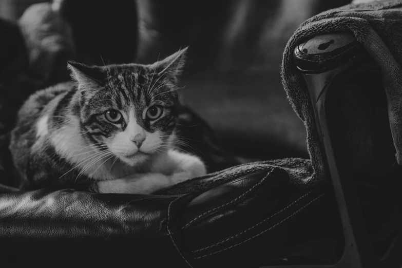 a black and white image of a cat with big eyes